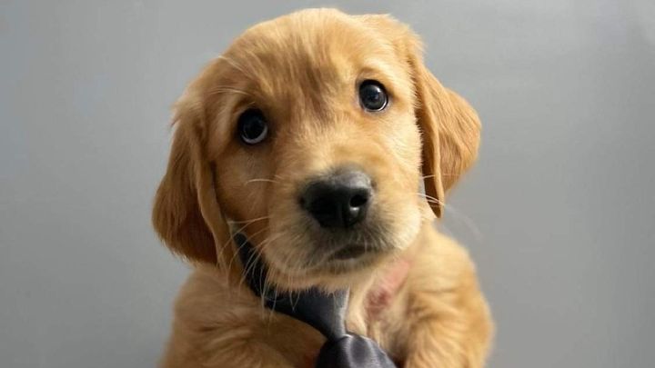 Adoption of Cardiac Alert Medical Dog campaign photo, 1 of 2
