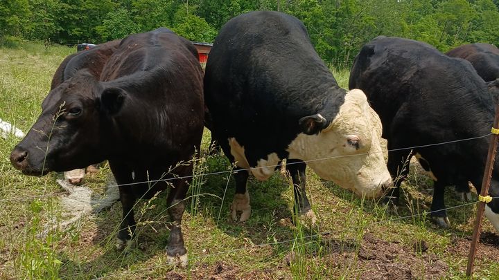 Help Save Our Family Farm and Wildlife campaign photo, 1 of 6