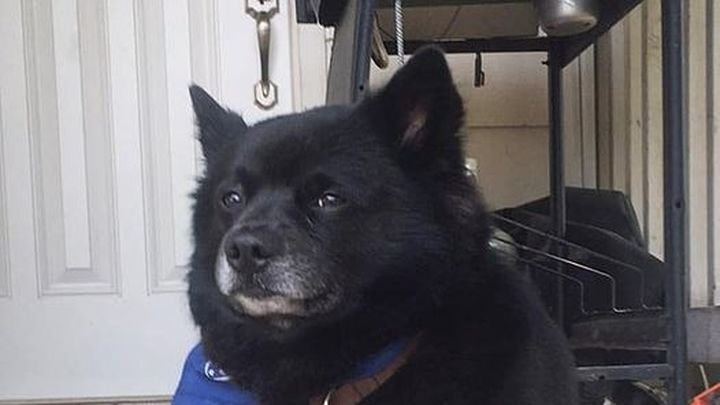 Support After the Loss of Their Beloved Pet Buster campaign photo, 1 of 2