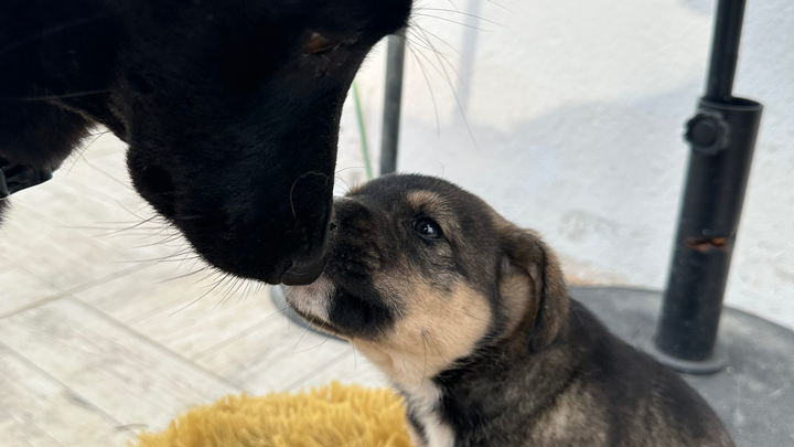Kathleen’s Paws Prevention Fund – Veliko Tarnovo campaign photo, 1 of 8