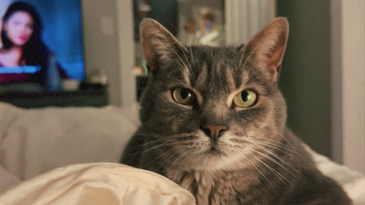 Support Ivy's Urgent Medical Needs campaign photo, 1 of 4