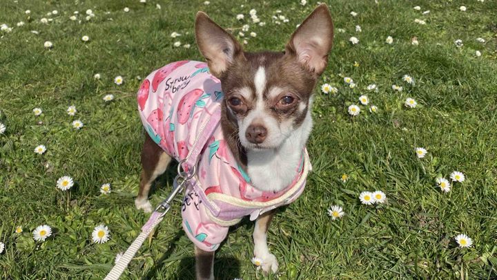 Help with Cookie’s Cremation & Emergency Vet Bills campaign photo, 1 of 2