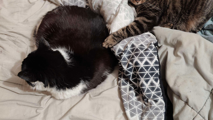 Help Me and My Cats Find Safe Shelter campaign photo, 1 of 4