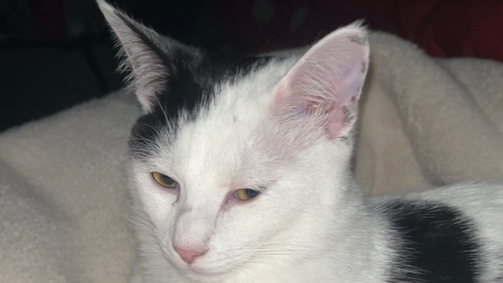 Support Tommy's Urgent Surgery Needs campaign photo, 1 of 6