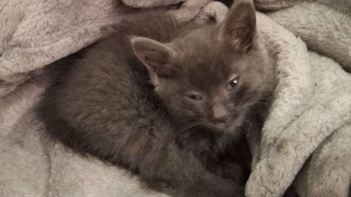 Help Chacha's Foster House Save Kitties campaign photo, 1 of 3