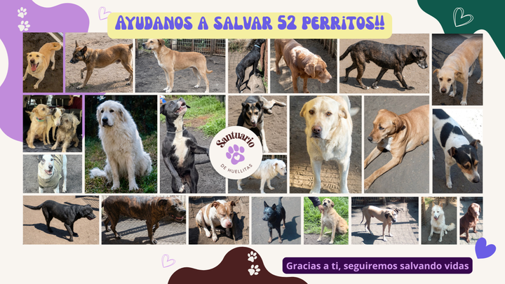 ¡Ayúdanos a construir nuestro santuario de perritos! campaign photo, 1 of 7