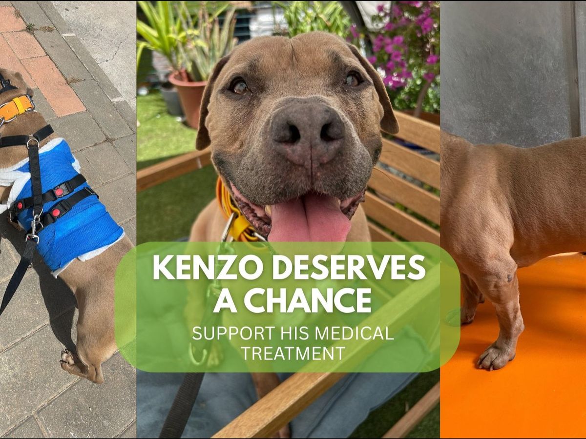 Help us give Kenzo another chance in life campaign photo, 1 of 3