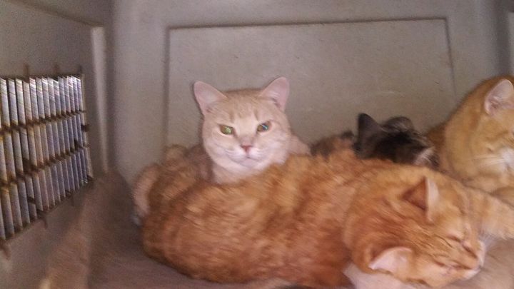 Animal Rescue Efforts of TX- 25 plus years of rescuing campaign photo, 1 of 3