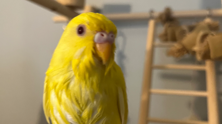 Save Platanito: Urgent Vet Care Needed campaign photo, 1 of 4