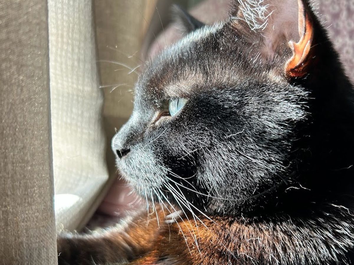 Help Toothless with Vet Bills and Travel Safely to Scotland campaign photo, 1 of 8