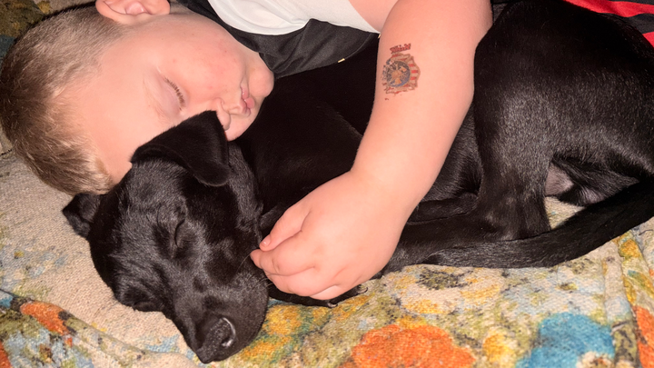 Donate to Save Onyx: Shane's Beloved Pup campaign photo, 1 of 2