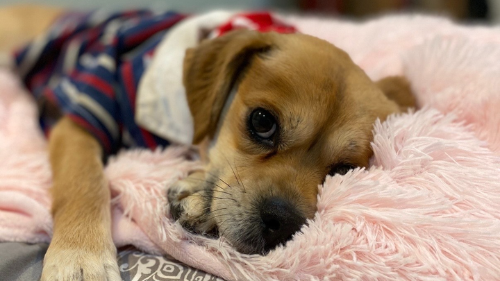 Help Cookie Get Life-Saving Surgery campaign photo, 1 of 8