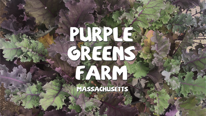 Growing Fresh Food for Massachusetts' Future campaign photo, 1 of 3
