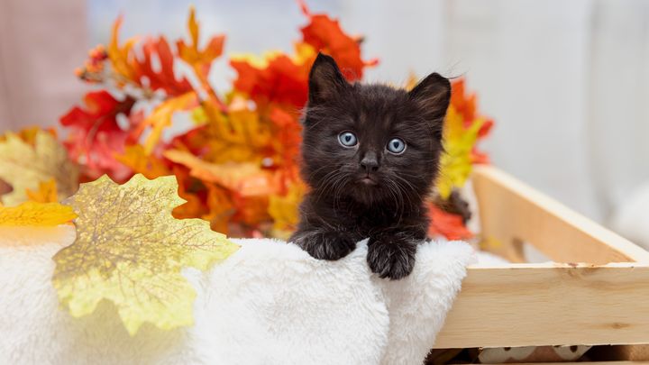 Support Best Friends Animal Society's Mission photo