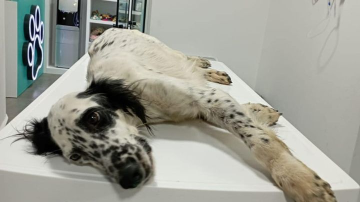 Rose needs surgery on 30 Oct - please help her walk again campaign photo, 1 of 8