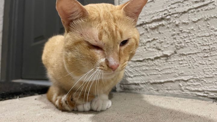Help Garfield Get to the Vet campaign photo, 1 of 7