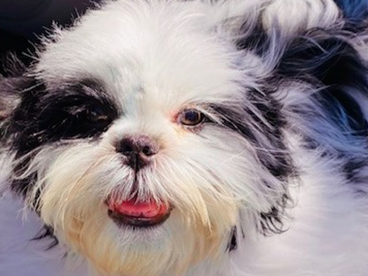 do shih tzu have overbite