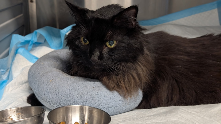 Help Lauren & Henry Recover from Emergency Vet Bills campaign photo, 1 of 7