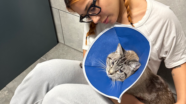 Romeo’s Vet Costs campaign photo, 1 of 3