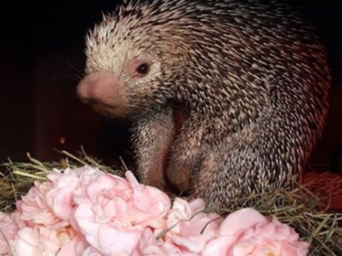 Fundraiser by Beth Calder : Micke Grove's Porcupine