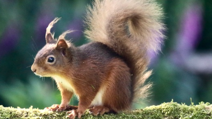 South Lakes Red Squirrel Conservation campaign photo, 1 of 3