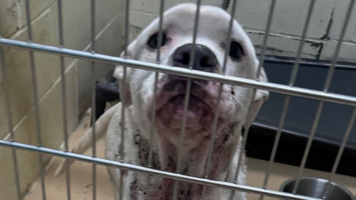 Help Rescue Wilbur and Give Him a Healthy Future campaign photo, 1 of 5