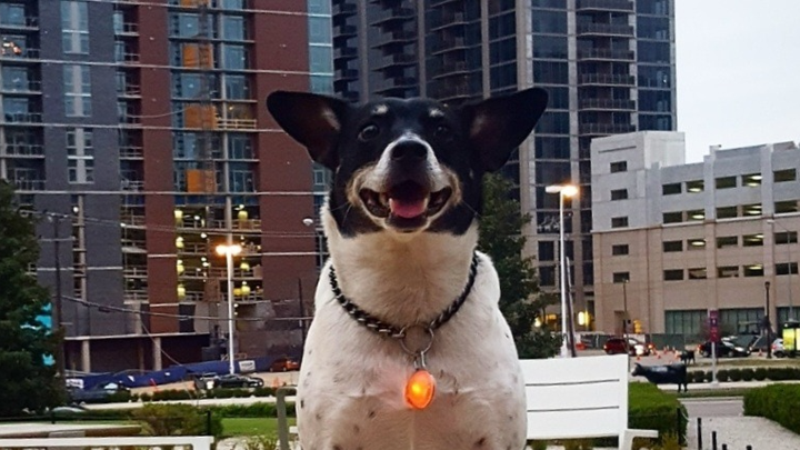 Clyde's Trip Across The Rainbow Bridge campaign photo, 1 of 4