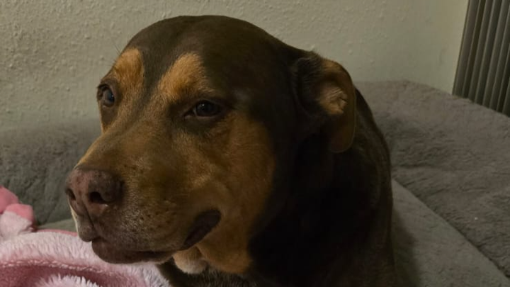 Help Churro to save his paw - Salva la patita de Churro campaign photo, 1 of 8