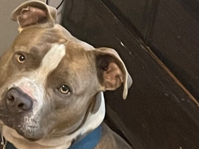 Fundraiser by Anthony Riley : Help Mamba Heal: Vet's Service Dog in Need