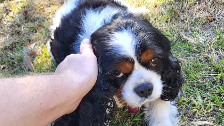 Urgent Vet Care Needed for Richard's Dog Cam campaign photo, 1 of 3