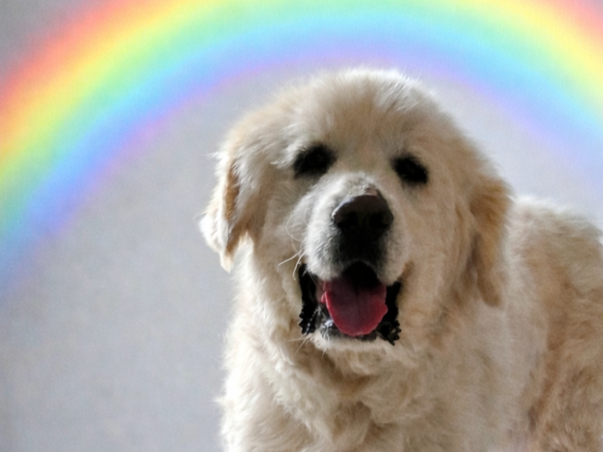 Fundraiser’s main image