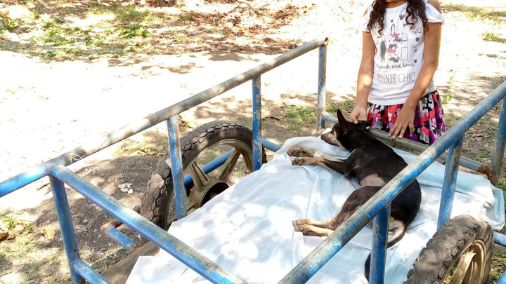 Support Spay & Neuter Clinics in Las Peñitas, Nicaragua campaign photo, 1 of 3