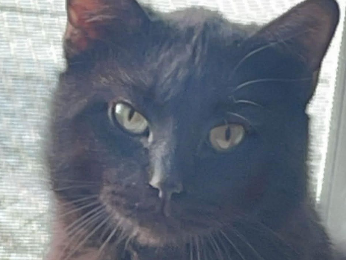 Help Morris with Urinary Blockage Recovery campaign photo, 1 of 8