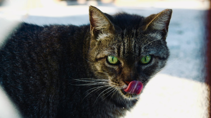 Cats of Safety Harbor – In Memory of Sweetie Mama campaign photo, 1 of 3