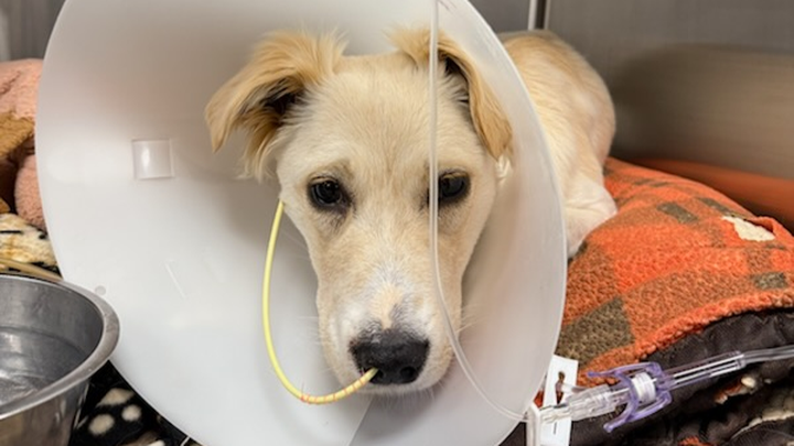 Maizie's Emergency Medical Fund campaign photo, 1 of 3
