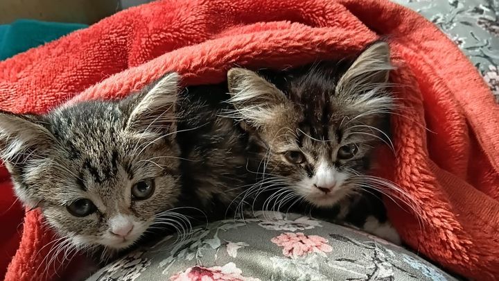 Poorly Kitties, Big Vet bills campaign photo, 1 of 4