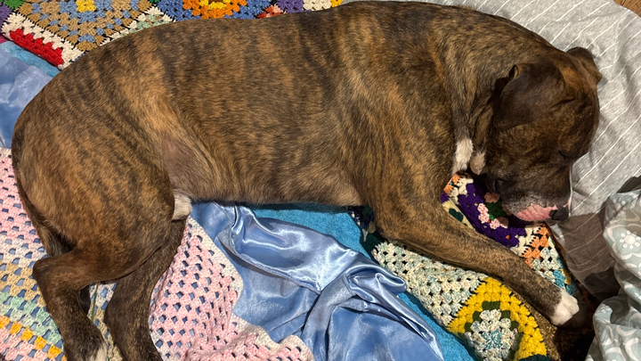 Help Ceaser Get Better campaign photo, 1 of 8