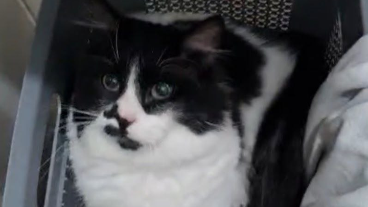 Sostegno per le cure del mio gatto Eugenio campaign photo, 1 of 6
