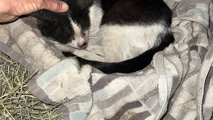 Help Maxie, Our Beloved Barn Kitty, Get the Care She Needs campaign photo, 1 of 7