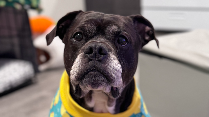 Help Us Help Ozzy! campaign photo, 1 of 6