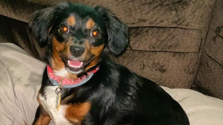 Support Luna’s Fight Against Lymphoma campaign photo, 1 of 3