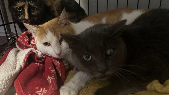 Help Gina Heal Stray Cats in Need campaign photo, 1 of 6