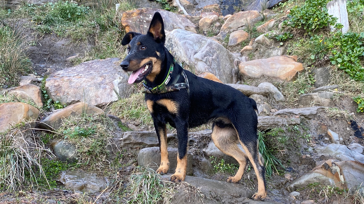Chewie’s medical battle campaign photo, 1 of 3