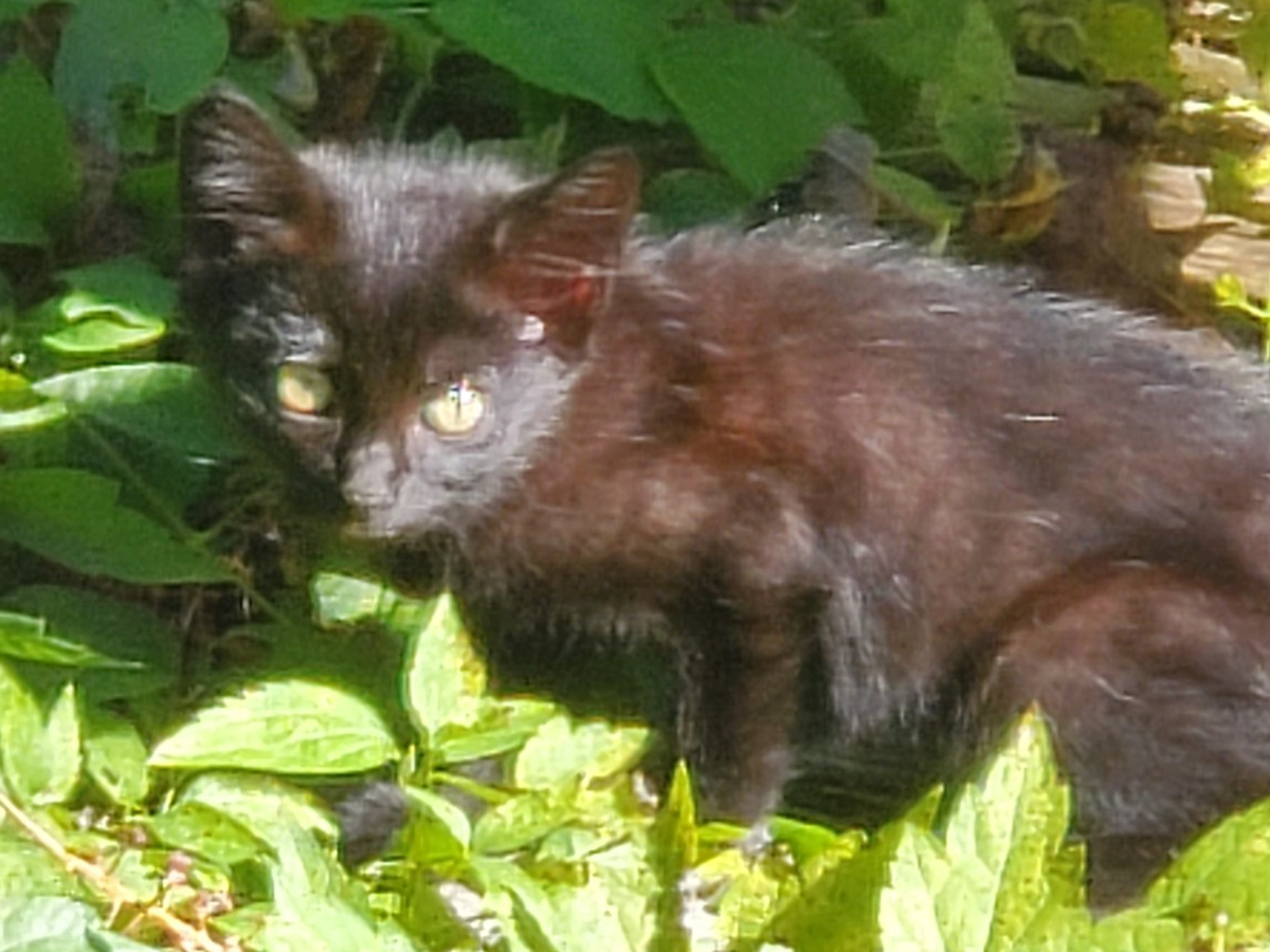 Help Me Give Four Feral Cats a Safer, Healthier Life campaign photo, 1 of 3