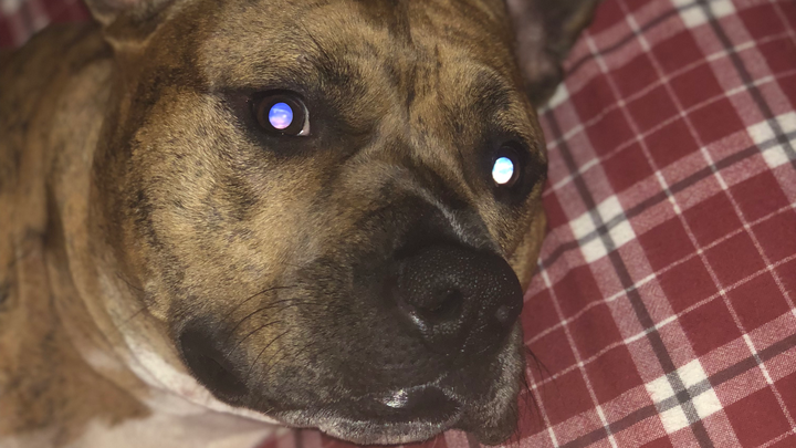 Help McCoy Get Life-Saving Surgery campaign photo, 1 of 3