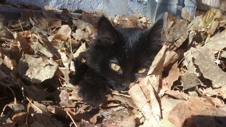 Help Challa Get Life-Saving Dental Surgery campaign photo, 1 of 8