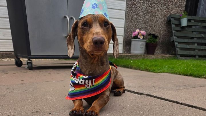 Fundraiser by Tina Hall : Beans the sausage dog needed emergency back ...