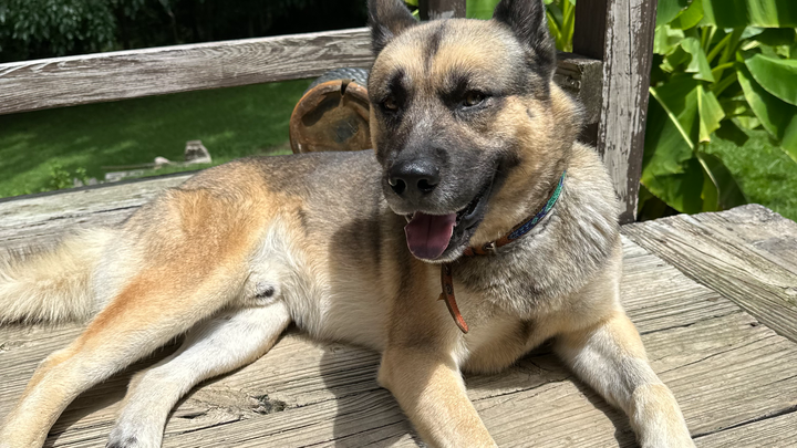 Urgent Surgery for Latte, Our Support Dog campaign photo, 1 of 3