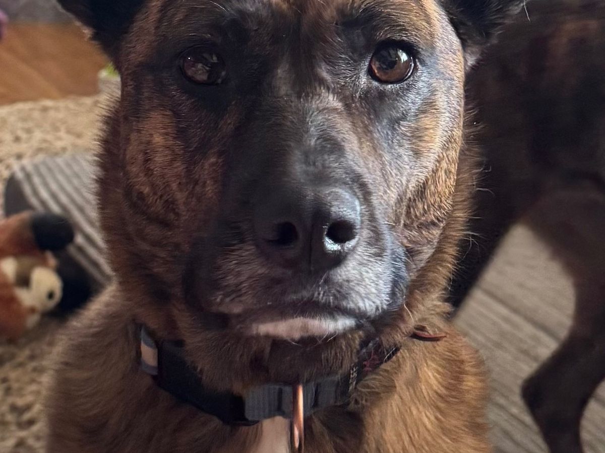 Fundraiser by Justine Bihary : Help Luna Get the Surgery She Needs