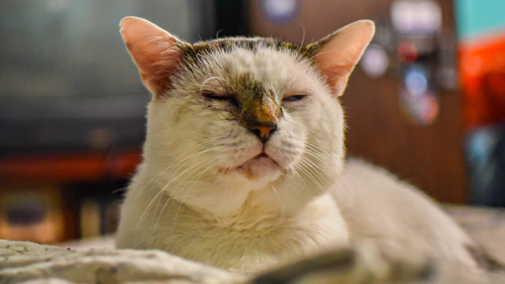 Give Tator Tot a Pain-Free, Happy Life campaign photo, 1 of 5